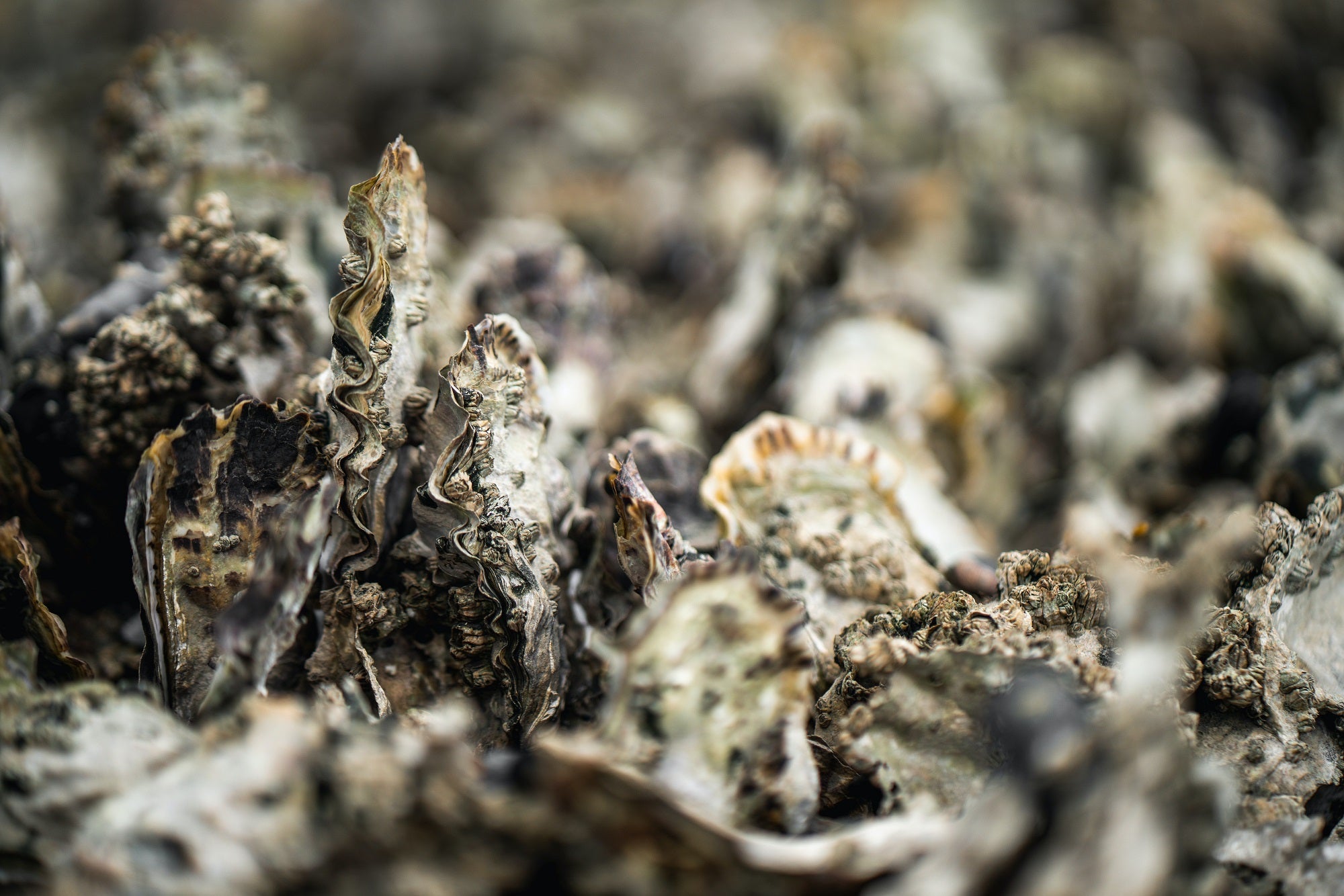 Banyuwangi Oyster Farm