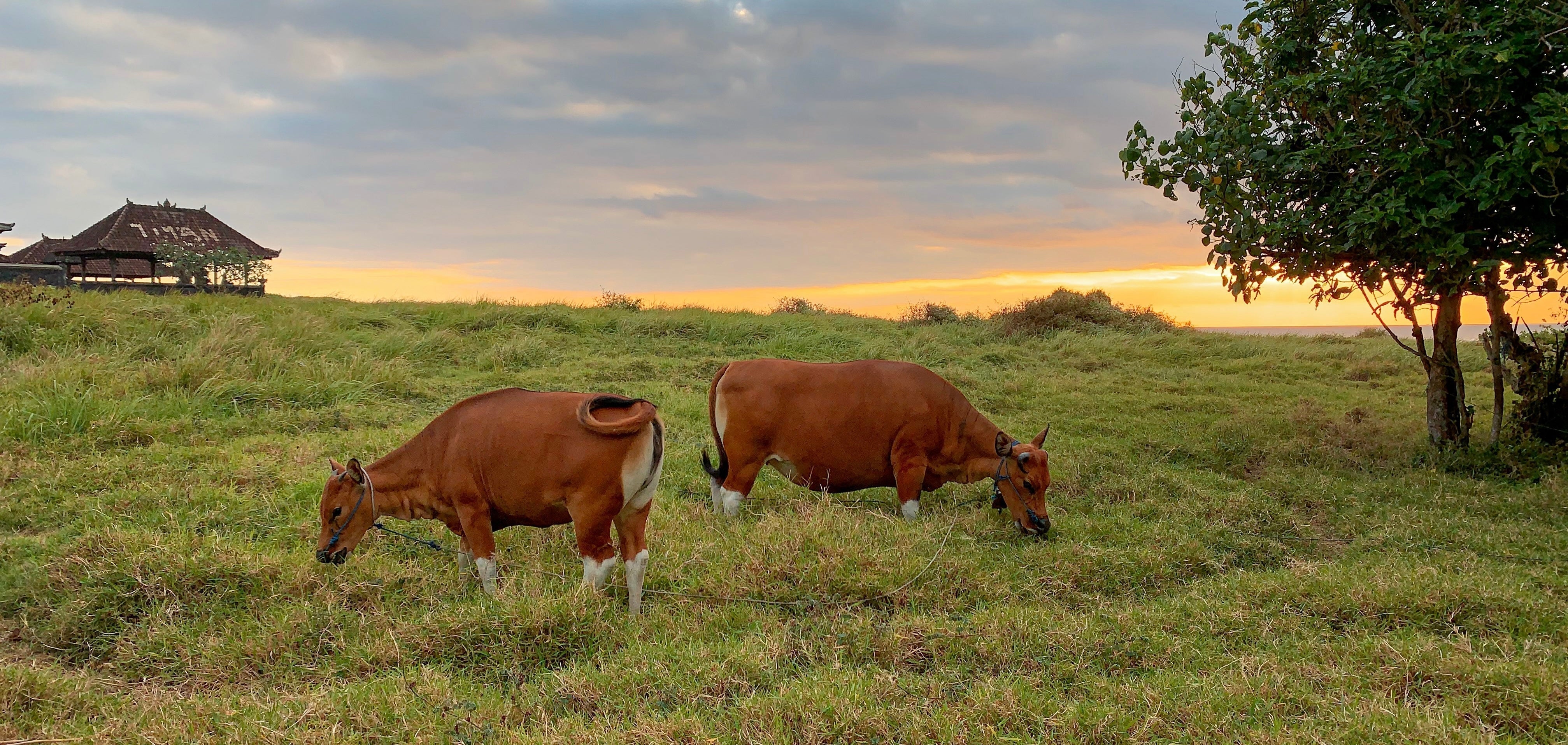 Behind the Curtain: How Bali Forages Upholds a Legacy of Local Farming and World-Class Quality