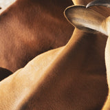 Beef Collagen & Marrow