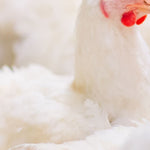 Close-up of a white chicken with a blurred background